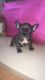 French Bulldog Puppies for sale in Bountiful, UT 84010, USA. price: NA
