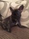 French Bulldog Puppies for sale in Bountiful, UT 84010, USA. price: NA