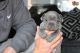 French Bulldog Puppies for sale in NC-54, Burlington, NC 27215, USA. price: NA