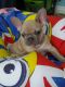 French Bulldog Puppies for sale in N California Ave, Chicago, IL, USA. price: NA