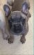 French Bulldog Puppies for sale in Mobile, AL, USA. price: NA