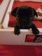 French Bulldog Puppies for sale in Albany St, Huntington Park, CA 90255, USA. price: $500