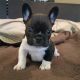 French Bulldog Puppies for sale in Milwaukee Ave, Vernon Hills, IL, USA. price: NA