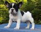French Bulldog Puppies for sale in Shawnee, OK, USA. price: NA