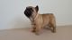 French Bulldog Puppies for sale in S Acansa Dr, Pueblo West, CO 81007, USA. price: NA