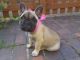 French Bulldog Puppies for sale in S Acansa Dr, Pueblo West, CO 81007, USA. price: $500