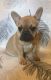 French Bulldog Puppies for sale in Nevada St, Newark, NJ 07102, USA. price: $400