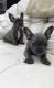 French Bulldog Puppies for sale in Georgia Ave, Brooklyn, NY 11207, USA. price: NA