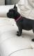 French Bulldog Puppies for sale in Georgia Ave, Brooklyn, NY 11207, USA. price: NA