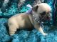 French Bulldog Puppies for sale in Washington Ave, Nutley, NJ 07110, USA. price: NA