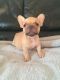 French Bulldog Puppies for sale in Airway Heights, WA 99001, USA. price: $300