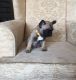 French Bulldog Puppies for sale in Airway Heights, WA 99001, USA. price: $300