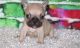 French Bulldog Puppies for sale in Missouri City, TX, USA. price: $800