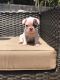 French Bulldog Puppies for sale in Missouri City, TX, USA. price: $800