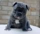French Bulldog Puppies for sale in Montréal-Nord, Montreal, QC, Canada. price: $750
