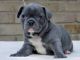 French Bulldog Puppies for sale in Montréal-Nord, Montreal, QC, Canada. price: $750