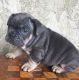 French Bulldog Puppies for sale in Florence, KY, USA. price: $350