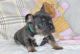 French Bulldog Puppies for sale in Florence, KY, USA. price: $300