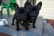 French Bulldog Puppies for sale in Crystal Lake, IL, USA. price: $600