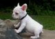 French Bulldog Puppies for sale in Vancouver, WA, USA. price: $600