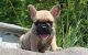 French Bulldog Puppies for sale in Vancouver, WA, USA. price: $600