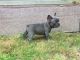 French Bulldog Puppies for sale in Killeen, TX 76549, USA. price: $500
