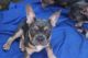 French Bulldog Puppies for sale in Denver, CO 80260, USA. price: NA