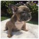 French Bulldog Puppies for sale in Hartford, CT 06120, USA. price: NA