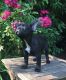 French Bulldog Puppies for sale in Atlanta, GA 30384, USA. price: NA