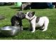 French Bulldog Puppies for sale in Westerville Woods Dr, Columbus, OH 43231, USA. price: NA