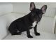 French Bulldog Puppies for sale in Westerville Woods Dr, Columbus, OH 43231, USA. price: NA