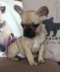 French Bulldog Puppies for sale in Topeka, KS, USA. price: NA