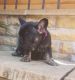 French Bulldog Puppies for sale in Baton Rouge, LA, USA. price: NA