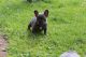 French Bulldog Puppies for sale in Hagerstown, MD, USA. price: NA