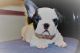 French Bulldog Puppies for sale in Omar Ave, Carteret, NJ 07008, USA. price: NA