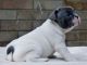 French Bulldog Puppies for sale in Pennsylvania Ave, Brooklyn, NY, USA. price: NA