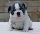 French Bulldog Puppies for sale in Florida Ave NW, Washington, DC, USA. price: NA