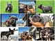 French Bulldog Puppies for sale in San Jacinto, CA, USA. price: $6,000