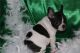 French Bulldog Puppies for sale in Delaware, OH 43015, USA. price: NA