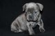 French Bulldog Puppies for sale in Columbia, SC, USA. price: NA