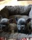 French Bulldog Puppies for sale in Camden Wyoming Ave, Camden, DE 19934, USA. price: NA
