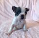 French Bulldog Puppies for sale in Camden Wyoming Ave, Camden, DE 19934, USA. price: $400