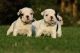 French Bulldog Puppies for sale in St Paul, MN, USA. price: NA