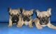 French Bulldog Puppies for sale in Brooklyn Bridge, New York, NY, USA. price: NA