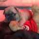 French Bulldog Puppies for sale in Omaha, NE, USA. price: $500