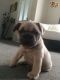 French Bulldog Puppies for sale in Nevada St, Bell, CA 90201, USA. price: NA