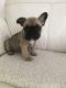 French Bulldog Puppies for sale in Nevada St, Bell, CA 90201, USA. price: $500