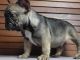 French Bulldog Puppies for sale in Allston, MA 02134, USA. price: NA
