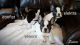 French Bulldog Puppies for sale in Vista, CA, USA. price: $2,800