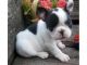 French Bulldog Puppies for sale in California Rd, Mt Vernon, NY 10552, USA. price: NA